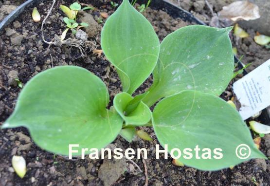 Hosta Monster Ears - Fransen Hostas